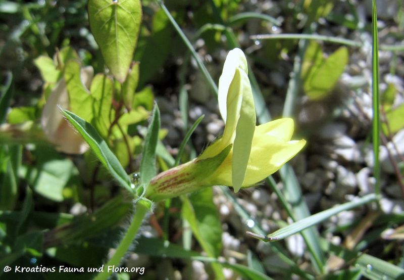 Datei:Lotus maritimus Linné, 1753 Ždrijac 170428 7308 k.jpg