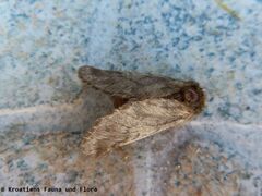 ♂ , Otok Vir 08/2020