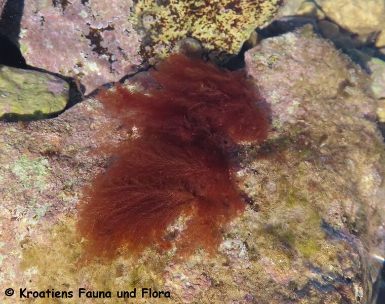 Datei:240121 4624 D.JPG