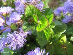 Blätter eines jungen Triebes, Nin 10/2015