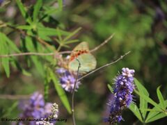 ♂, Vrana See 07/2020