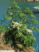 Habitus auf Paliurus spina-christi Miller, 1768 - Echter Christusdorn, drača, Prizna 06/2011