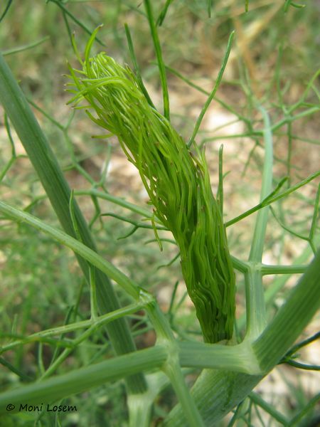 Datei:Foen vul Blatt Vir 110614 39.jpg