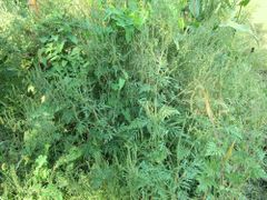 Habitus, Jurovci – Slowenien 09/2013