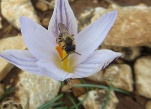 AndrenFlavip Vir 170302 5799 d.jpg