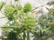 Eryngium campestre Linné, 1753 - Feld-Mannstreu, poljski kotrljan, Fundort: Vrsi 07/2018. Essbare Pflanze, Geschützte Pflanze in CH und D, Gefährdete Pflanze in AT, CH und D, Heilpflanze