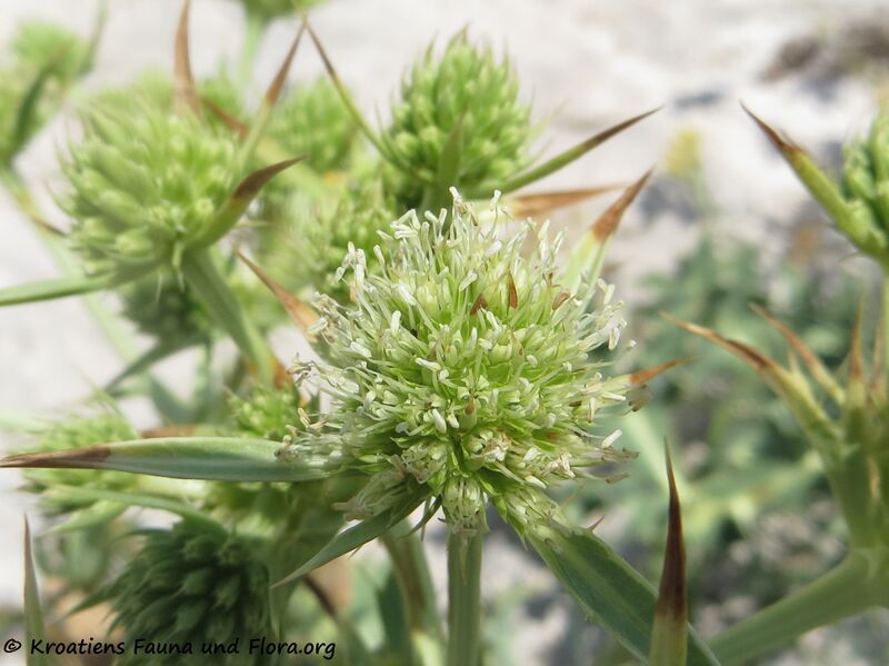 Datei:Blü 5 ErynCamp Vrsi180705 14410 D.jpg