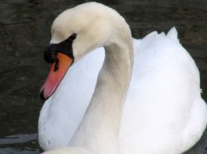 CygOlo Nin 160121 7950.JPG