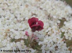 Mohrenblüte, Otok Vir 06/2024