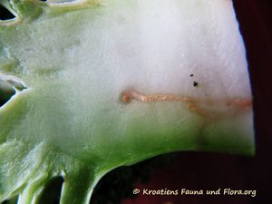 DeliaRadi Nin 160407 8370.jpg