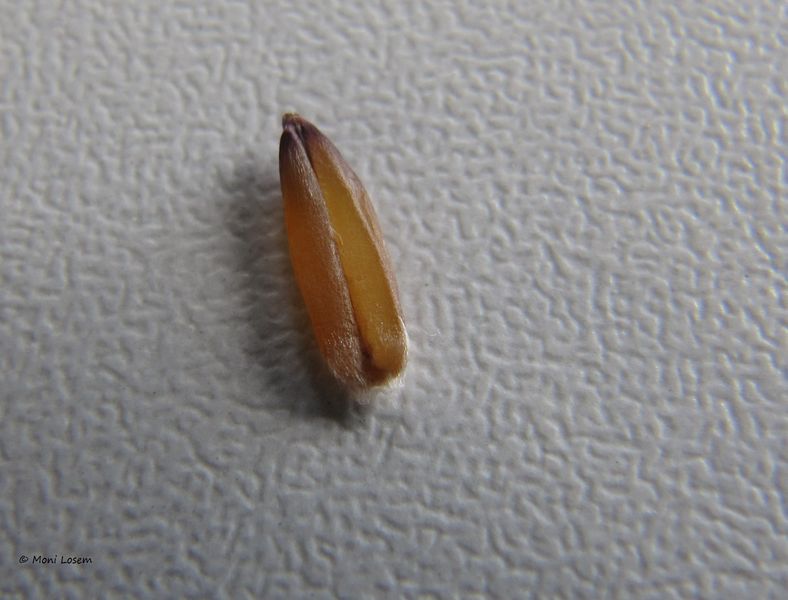 Datei:Aegilops triuncialis Linné, 1753 Vir 150620 1198.jpg
