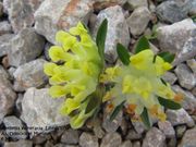Anthyllis vulneraria Linné, 1753 - Wundklee, djetelina divlja. Fundort: Odmorište Marune 05/2012, , Heilpflanze