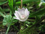 Weg-Malve, korovni sljez. Fundort: Bayern 10/2014, Heilpflanze, Essbare Pflanze