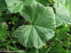 Oberseite, Heselbach 10/2014