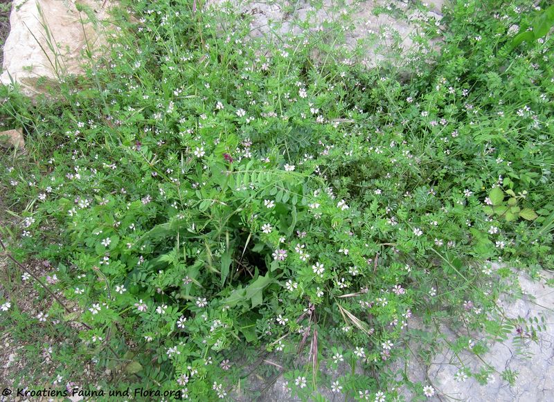 Datei:Securigera cretica (L.) Lassen, 1989 Zableće 160515 8686 k.jpg