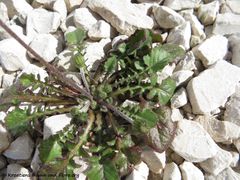 Rosette, , Vir 03/2018