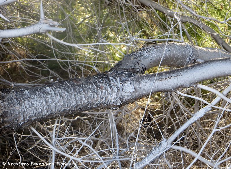 Datei:190126 0066 k.jpg