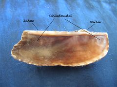 Die beiden gleichgroßen Schließmuskel, Vir 09/2010