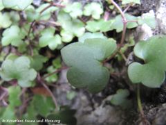 Regensburg-Stadtpark 10/2012