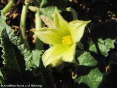 ♂ Blüte, Vir 10/2015