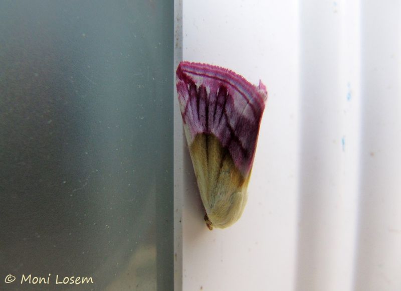 Datei:EubPur Vir 150519 0680.jpg