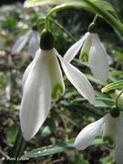 Galanthus nivalis Linné, 1753 - Kleines Schneeglöckchen, visibaba. Fundort: Bayern - Regensburg Zentrum 03/2012, Giftpflanze , Zierpflanze