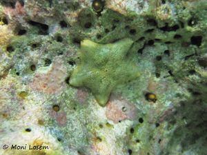 Asterina gibbosa Pennant, 1777 Vir 150813 1528.jpg