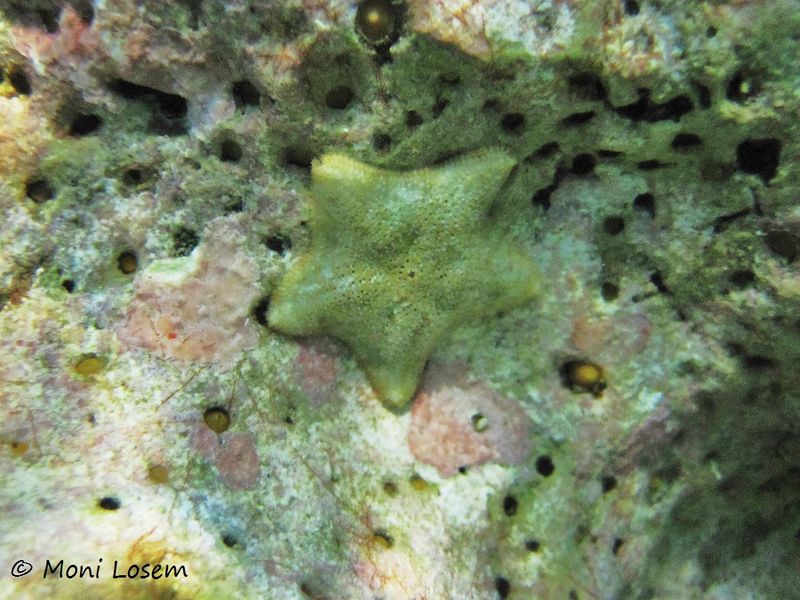 Datei:Asterina gibbosa Pennant, 1777 Vir 150813 1528.jpg