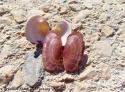 Otok Vir 09/2022, Meerestier