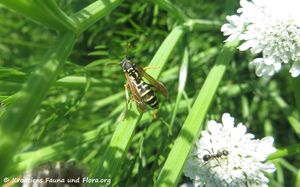 Polistes bischoffi Weyrauch, 1937 Grbe 170510 7525 d.jpg