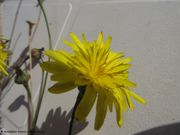 Reichardia picroides (Linné) Roth, 1787 - Bittere Reichardie, sredozemna bršaka.Fundort: Vir 10/2018, Essbare Pflanze