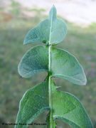 Oberseite, Klardorf 04/2014