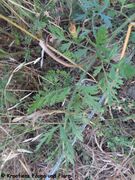 Blatt der Rosette, Otok Vir 07/2023