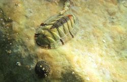 Chiton (Rhyssoplax) olivaceus Spengler 1797, Vir 120911 2267.jpg