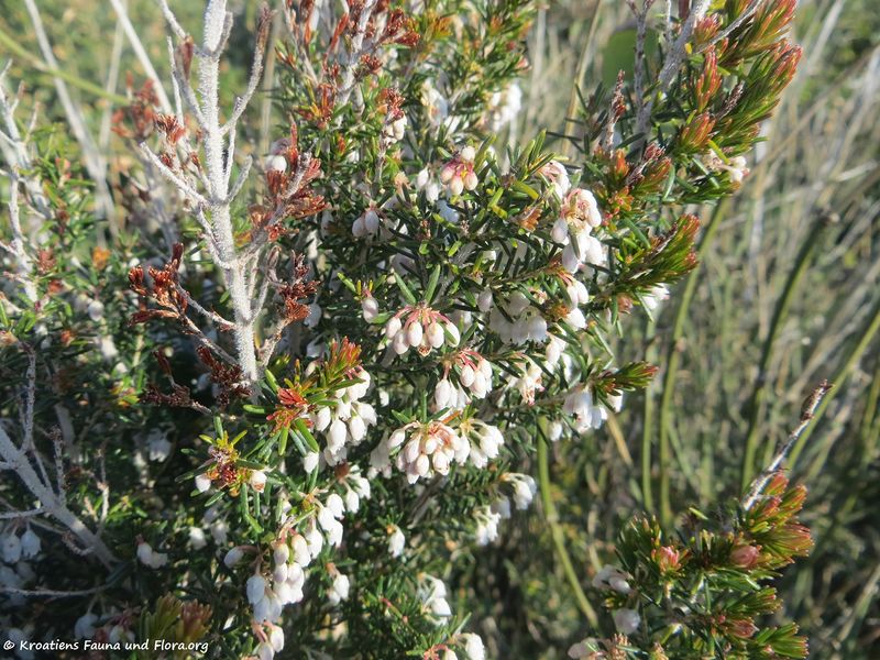 Datei:Erica arborea Linné, 1753 Vir 180228 11043 xt.jpg