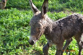 Juanito, © Ralf Schillo, Prokike 05/2015