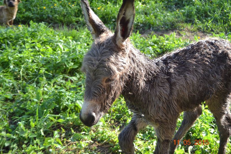 Datei:EwqAsi Prok 150510 0608 Ralf.jpg