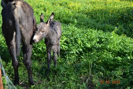 Juanito, © Ralf Schillo, Prokike 05/2015