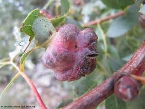 Geoica utricularia Passerini, 1856 Senj 141016 6176.jpg