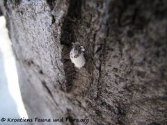 Zadar 09/2011 auf Acer saccharinum Linné, 1753 - Silberahorn, srebrnolisni javor