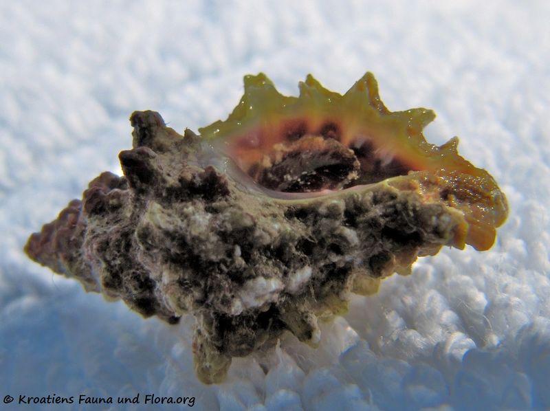 Datei:Murexsul cevikeri Houart, 2000 Vir 110912 58.jpg