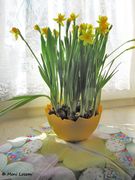 Tazette gelb, Thalmassing 04/2012