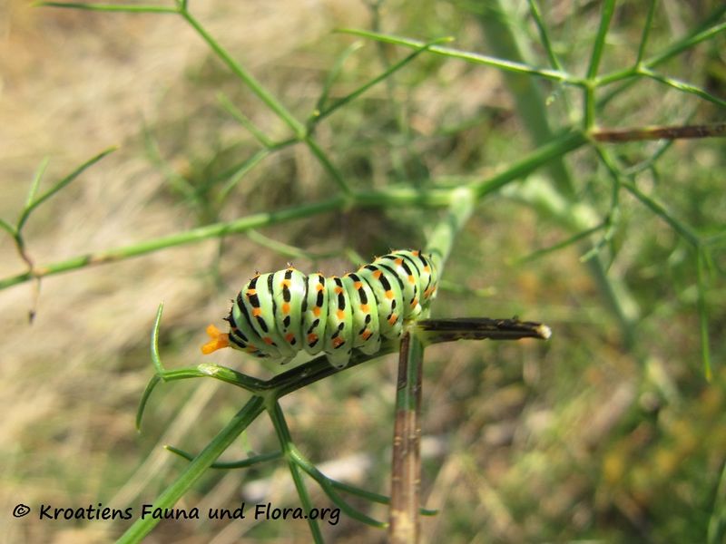 Datei:PapiliMach Vir 150701 1294.jpg