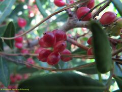 Unreife Früchte, Vir 09/2011