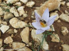 AndrenFlavip Vir 170302 5801.jpg