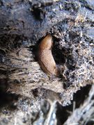 sie kommt aus ihrem Winterversteck, Warmersdorf 03/2014