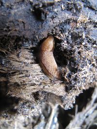 Ari Mes sub War 140329 1153.jpg