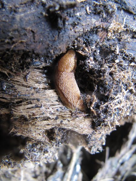 Datei:Ari Mes sub War 140329 1153.jpg