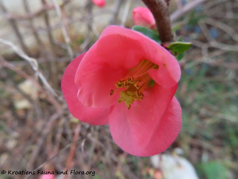 Datei:Chaenomeles japonica Vir 220106 31129 k.jpg