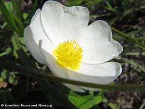 CistusSalvii Vir 120520 274.jpg